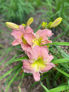 PINK DAY LILY 5D 40X50cm  SQUARE