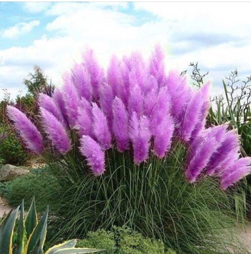 PURPLE PAMPAS GRASS 40X40cm 5D FULL ROUND