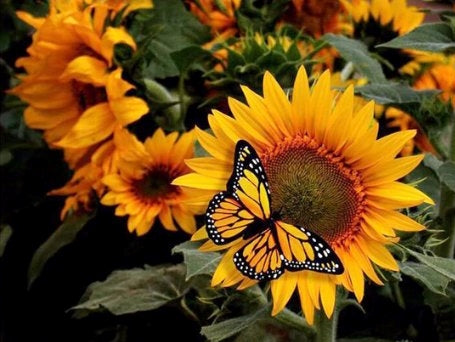 SUNFLOWER & BUTTERFLY 5D  ROUND