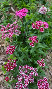 SWEET WILLIAM 5D 45X35cm ROUND & SQUARE