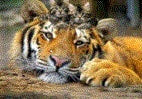 TIGER WITH KITTENS 40X30cm 5D FULL ROUND