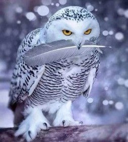 WHITE OWL 5D ROUND